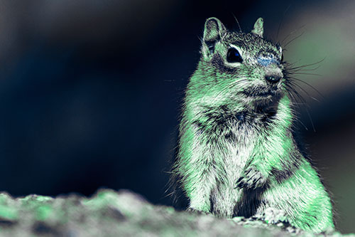 Dirty Nosed Squirrel Atop Rock (Cyan Tint Photo)