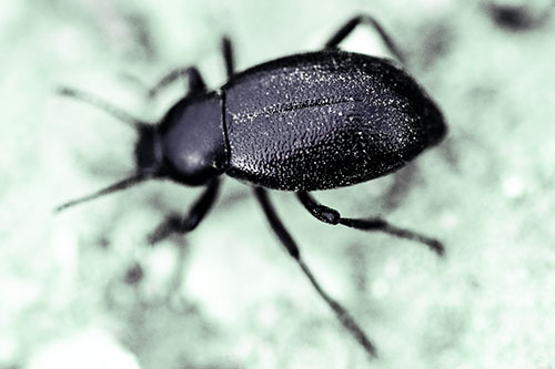 Dirty Shelled Beetle Among Dirt (Cyan Tint Photo)