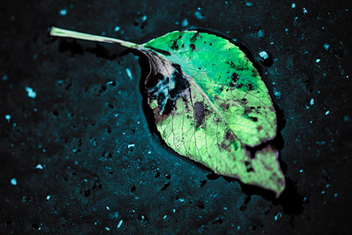Distressed Rotting Leaf Face Among Wet Pavement (Cyan Tint)
