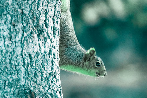 Downward Squirrel Yoga Tree Trunk (Cyan Tint Photo)