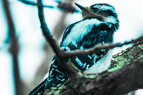 Downy Woodpecker Twists Head Backwards Atop Branch (Cyan Tint Photo)