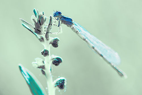 Dragonfly Clings Ahold Plant Top (Cyan Tint Photo)