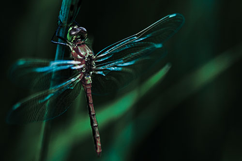 Dragonfly Grabs Ahold Grass Blade (Cyan Tint Photo)