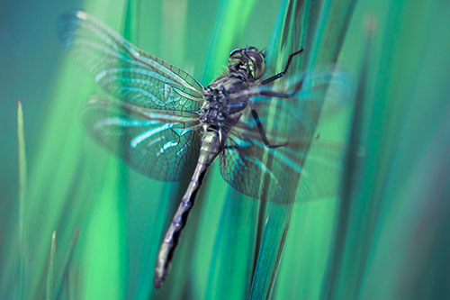 Dragonfly Grabs Grass Blade Batch (Cyan Tint Photo)