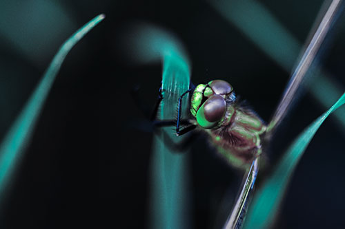 Dragonfly Hugging Grass Blade Tightly (Cyan Tint Photo)