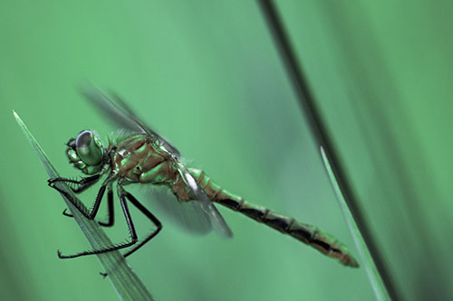 Dragonfly Perched Atop Sloping Grass Blade (Cyan Tint Photo)