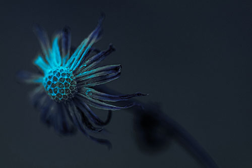 Dried Curling Snowflake Aster Among Darkness (Cyan Tint Photo)