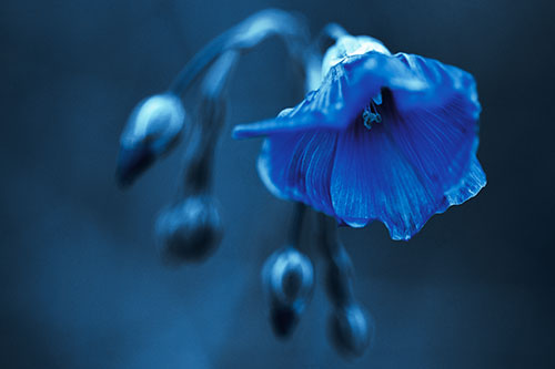 Droopy Flax Flower During Rainstorm (Cyan Tint Photo)
