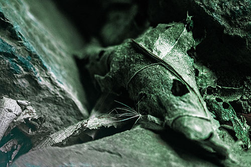 Dry Frowning Leaf Face Resting Between Rocks (Cyan Tint)