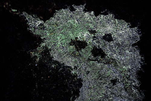 Dry Smirking Moss Face Among Damp Rock Surface (Cyan Tint)