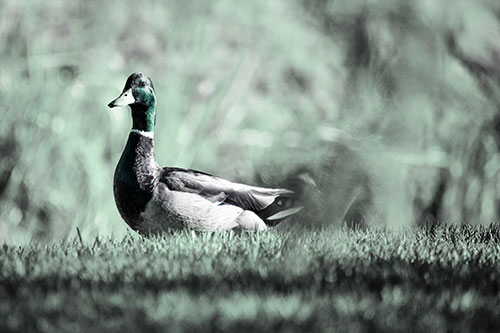 Duck On The Grassy Horizon (Cyan Tint Photo)