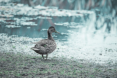 Duck Walking Through Algae For A Lake Swim (Cyan Tint Photo)