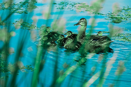 Ducklings Surround Mother Mallard (Cyan Tint Photo)