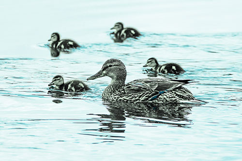 Ducklings Swim Along Mother Mallard Duck (Cyan Tint Photo)