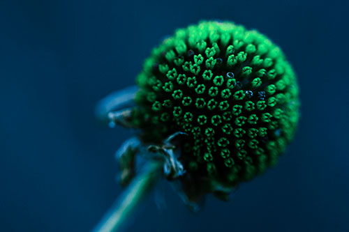 Dying Globosa Billy Button Craspedia Flower (Cyan Tint Photo)