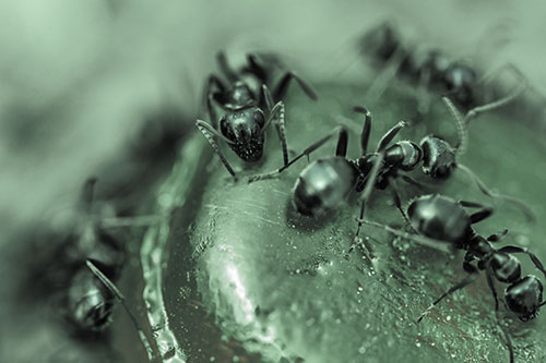 Excited Carpenter Ants Feasting Among Sugary Food Source (Cyan Tint Photo)