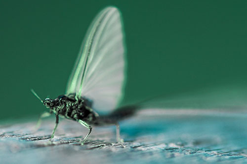 Excited Open Mouthed Mayfly Watches Sunrise (Cyan Tint)