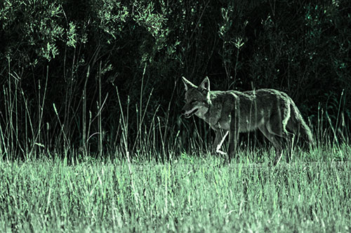 Exhausted Coyote Strolling Along Sidewalk (Cyan Tint Photo)