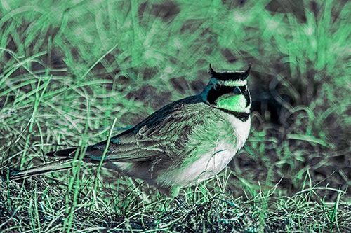 Eye Contact With A Horned Lark (Cyan Tint Photo)