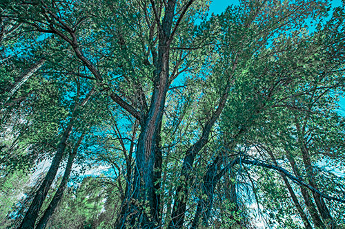 Fall Changing Autumn Tree Canopy Color (Cyan Tint Photo)