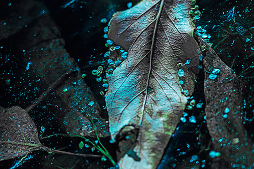 Fallen Autumn Leaf Face Rests Atop Ice (Cyan Tint Photo)