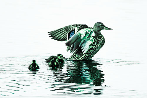 Family Of Ducks Enjoying Lake Swim (Cyan Tint Photo)
