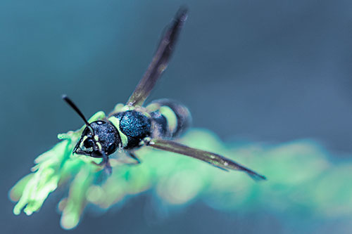 Feisty Wasp Gazes Upwards Among Plant Top (Cyan Tint)