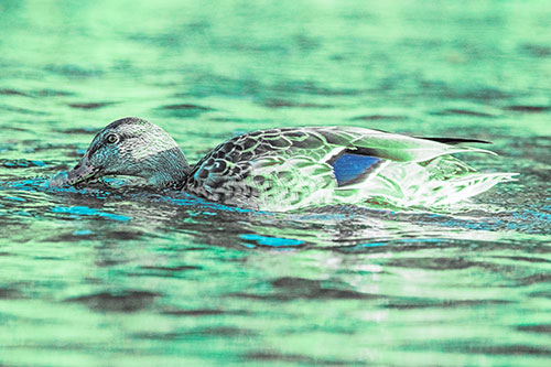 Female Mallard Duck Feasting Among River Water (Cyan Tint)
