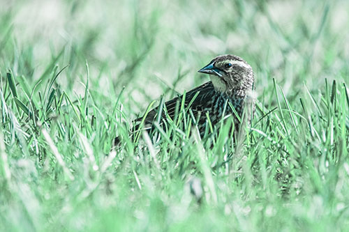 Female Red Winged Blackbird Taking Gander Among Grass (Cyan Tint)