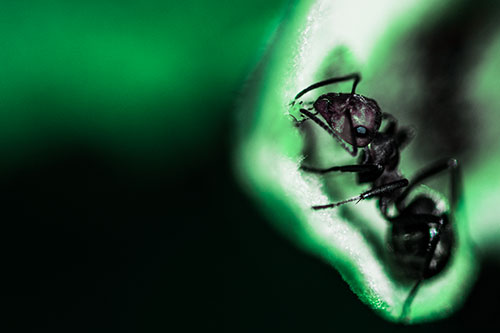 Fire Ant Milking Aphid Among Milkweed Leaf (Cyan Tint)