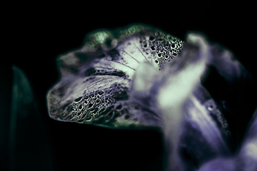 Fish Faced Dew Covered Iris Flower Petal (Cyan Tint Photo)
