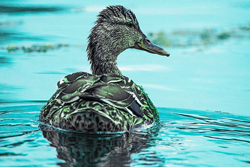 Floating Female Mallard Duck Glancing Sideways (Cyan Tint Photo)