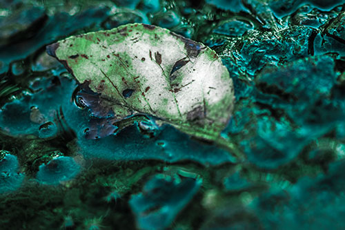 Floating Leaf Face Smirking Among Algae (Cyan Tint Photo)