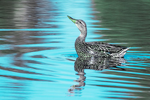 Floating Mallard Duck Watches Dragonfly Buzzing Above (Cyan Tint)