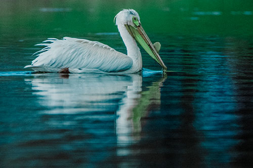 Floating Pelican Reflection Among Lake Water (Cyan Tint)