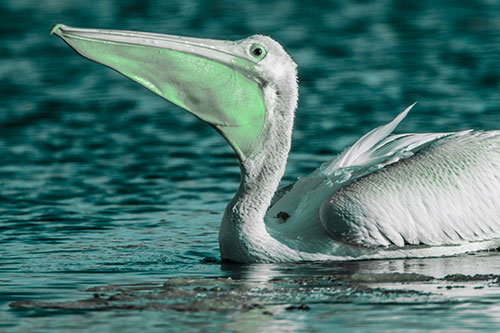 Floating Pelican Swallows Fishy Dinner (Cyan Tint Photo)