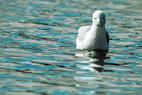 Floating Seagull Making Direct Eye Contact (Cyan Tint)