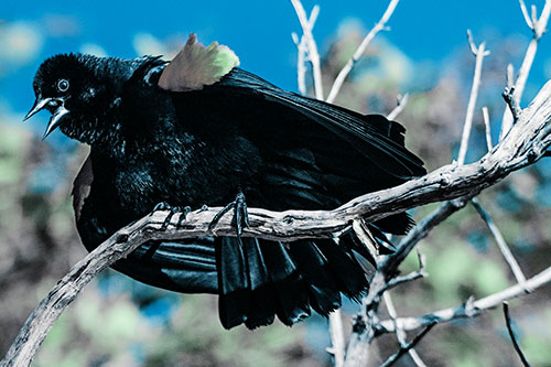 Fluffy Red Winged Blackbird Cawing Among Curving Branch (Cyan Tint)