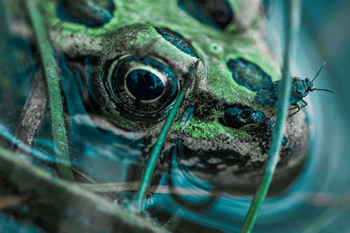 Fly Standing Atop Leopard Frogs Nose (Cyan Tint Photo)