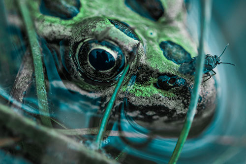 Fly Standing Atop Leopard Frogs Nose (Cyan Tint)