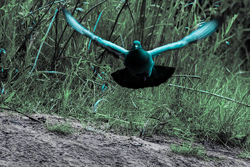 Flying Pigeon Collecting Nest Sticks (Cyan Tint Photo)