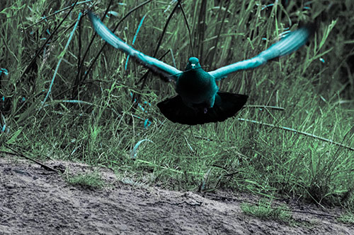 Flying Pigeon Collecting Nest Sticks (Cyan Tint)