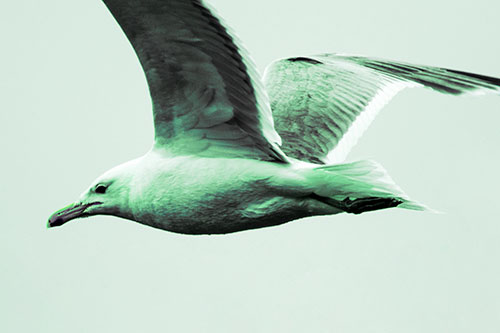 Flying Seagull Close Up During Flight (Cyan Tint Photo)