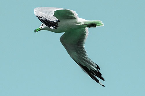 Flying Seagull Searching For Fishy Breakfast (Cyan Tint)