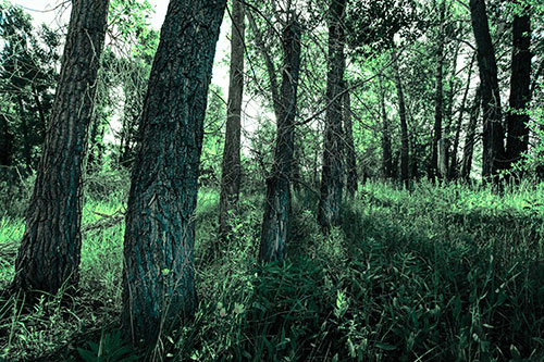 Forest Tree Trunks Blocking Sunlight (Cyan Tint)