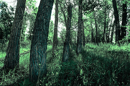 Forest Tree Trunks Blocking Sunlight (Cyan Tint Photo)