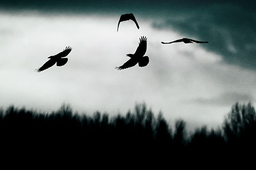 Four Crows Flying Above Trees (Cyan Tint Photo)