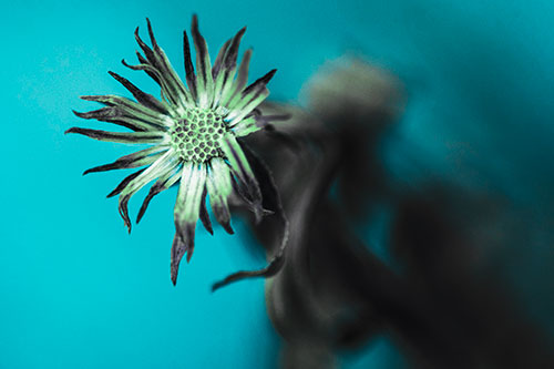 Freezing Aster Flower Shaking Among Wind (Cyan Tint Photo)