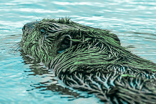 Frightened Beaver Swims Upstream River (Cyan Tint)