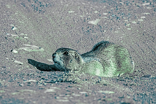 Frightened Russet Ground Squirrel Crouching Atop Dirt Mound (Cyan Tint)